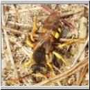 Nomada lathburiana - Wespenbiene m02.jpg